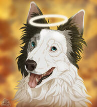 Angel Pet Portrait